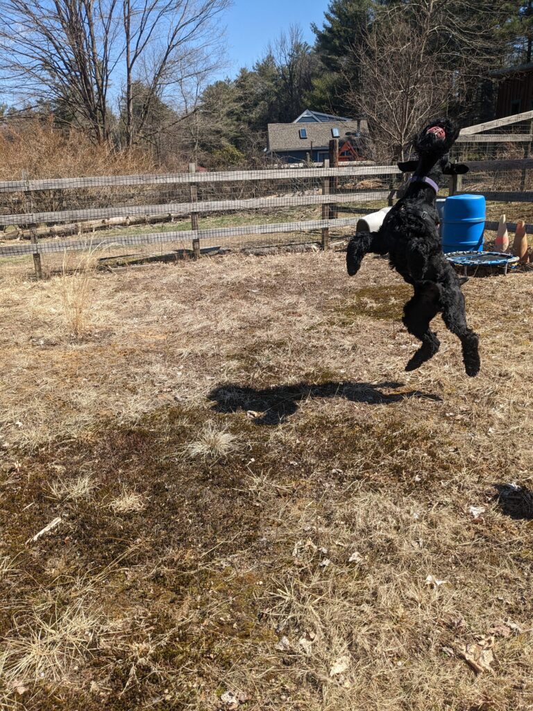 Jameson goes off-leash with Tucker at a private off-leash park