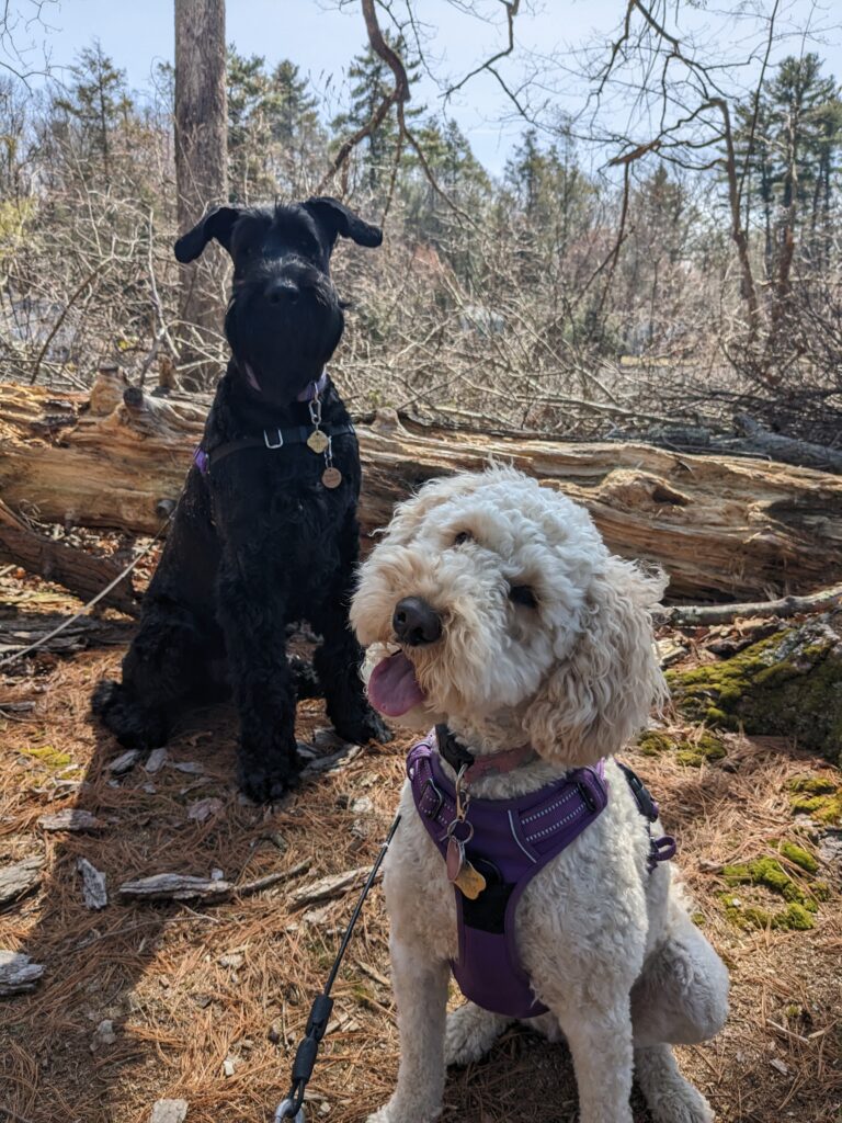 Jameson went on a playdate with Millie and behaved like a perfect gentleman! This boy is really learning!