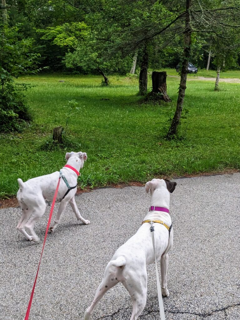 A stroll full of animals