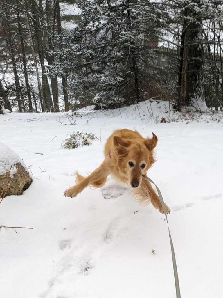 Snow day! ❄️
