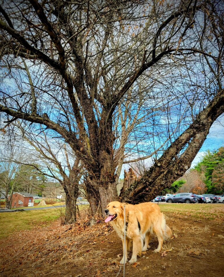 Edgar Allen Beau 🐾