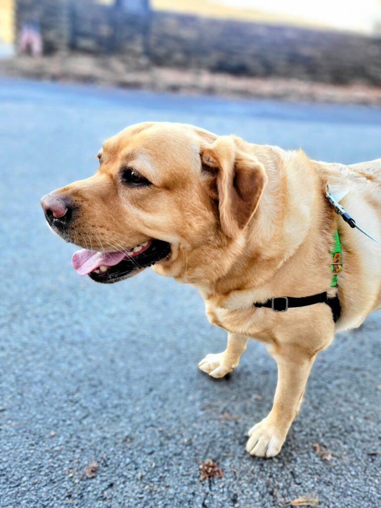 Charlie Chases Chipmunks 🐿