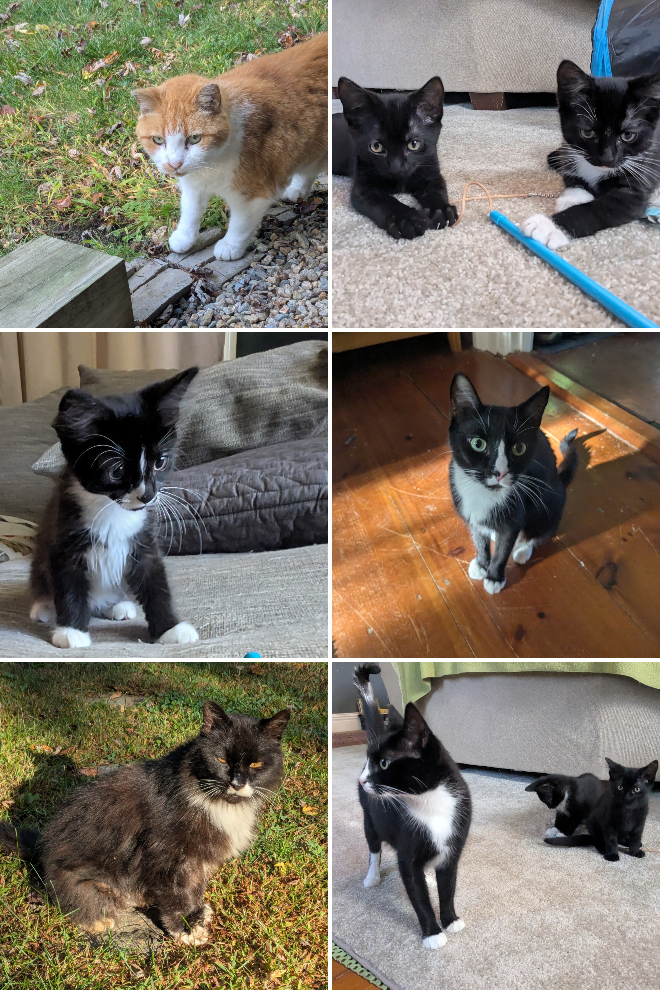 It’s Definitely A Caturday Morning!