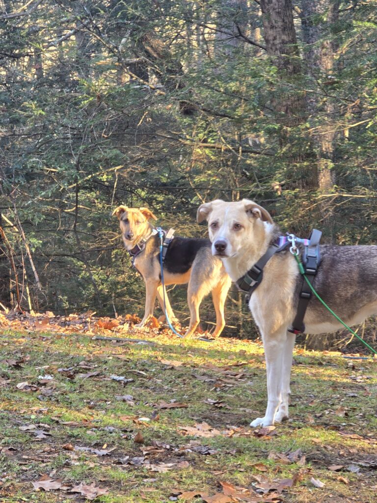 Double The Dogs, Double The Joy 😊