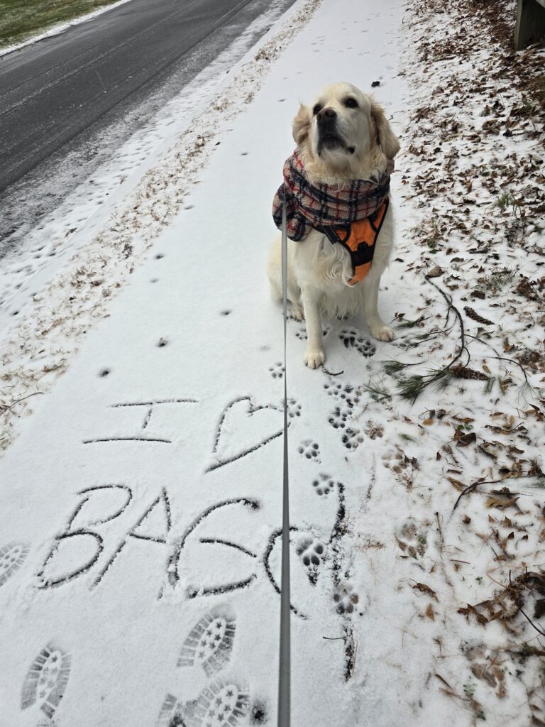 🐾❄️Frosty Fun With Bagel The Golden Girl