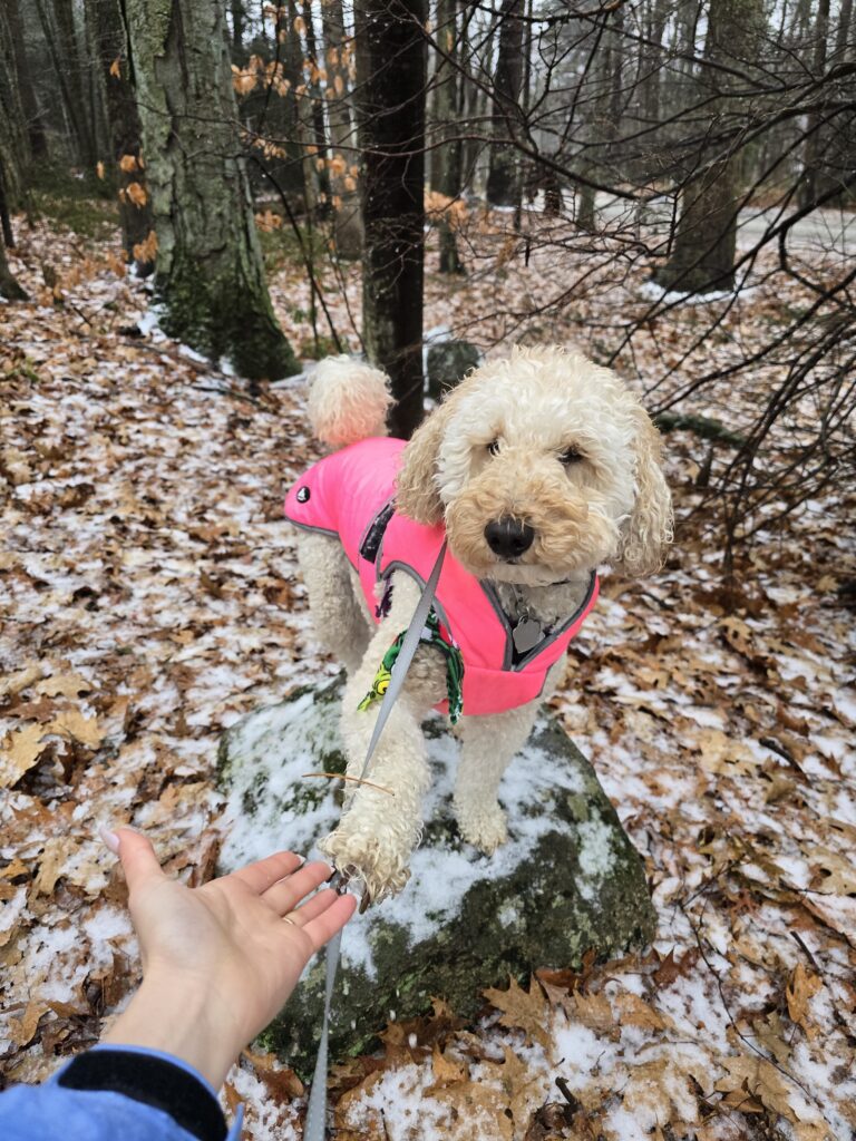 ☔️ Rain, Slush, And Millie Magic ✨️
