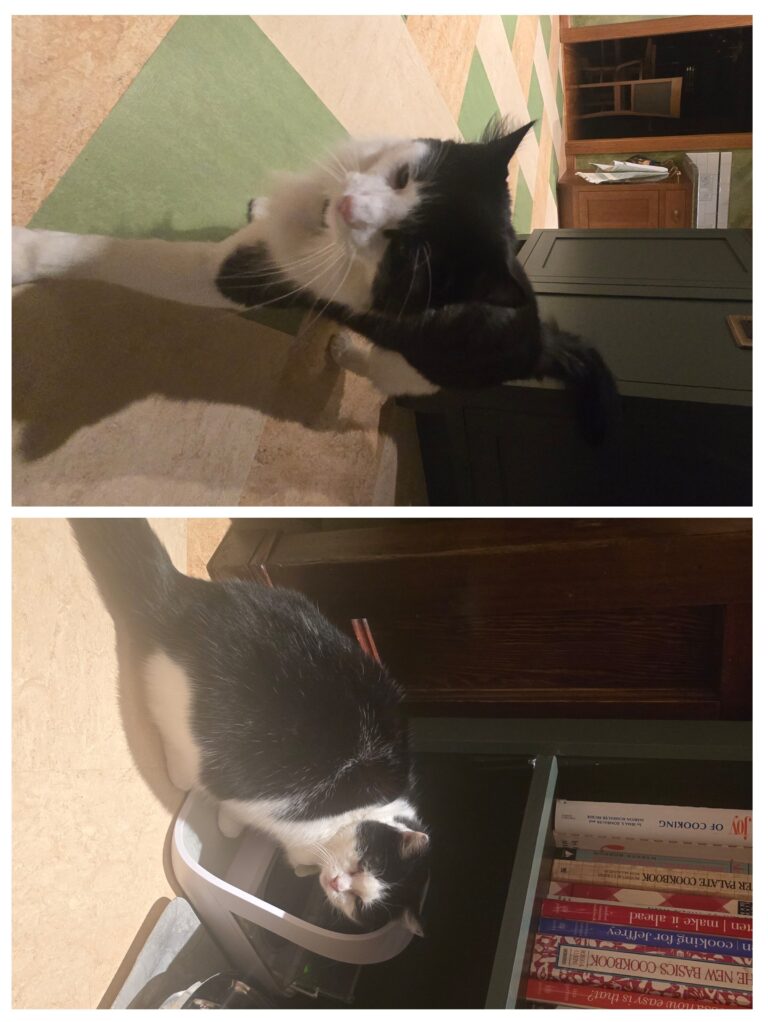 ☯️ Ying & Yang, The Purrrr-fect Puzzle 🧩🐾