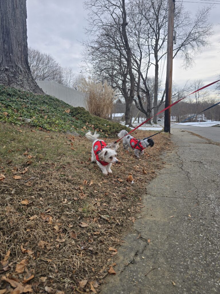 🤍🩶 Double Fluff, Double Love 💕