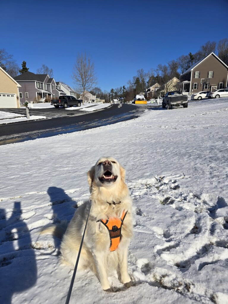 ❄️🐾Bagel The Beautiful-est 🌹