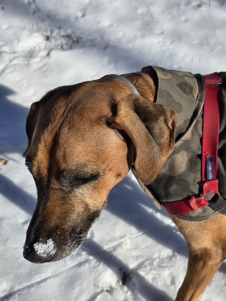 ⛄️Frozen Toes & Frosty Nose 🐕‍🦺