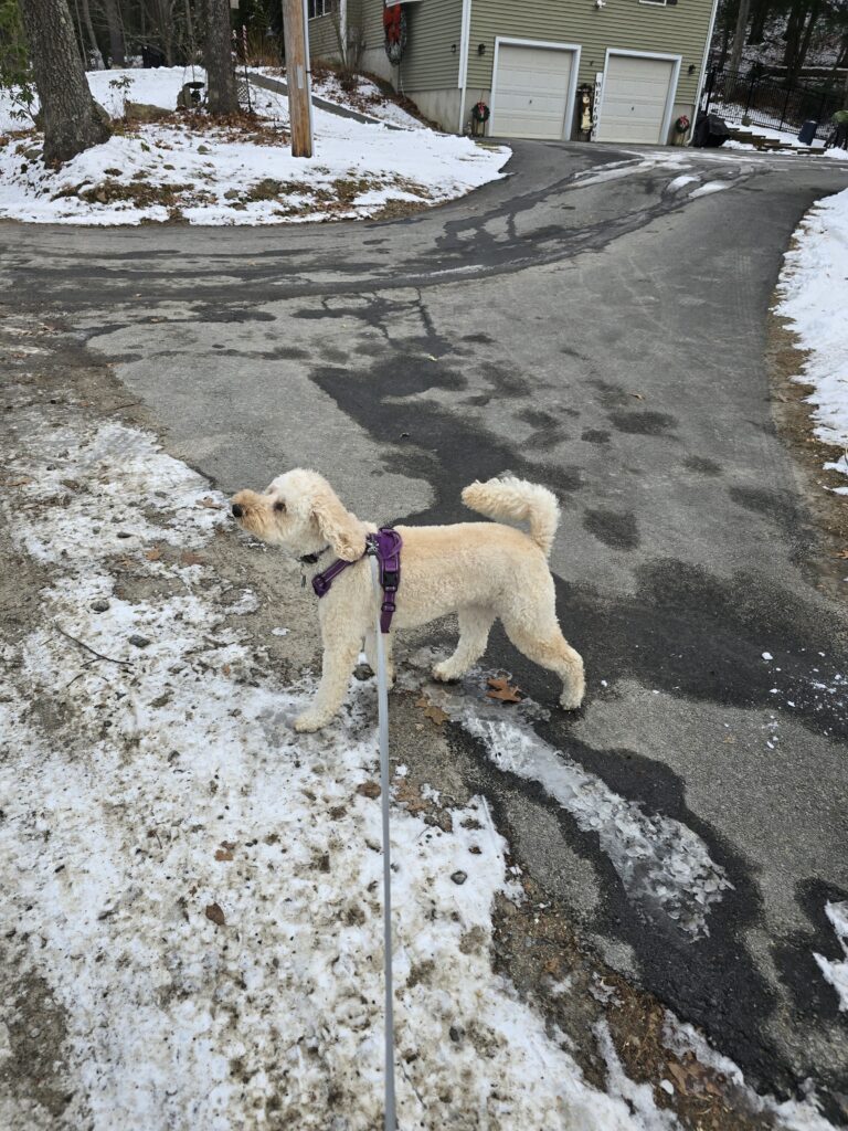 🐾 ‘I Don’t Walk, I Launch!’ 🚀