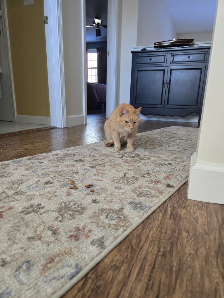 🎅Santa Who? Spotting Riley Is The Ultimate Holiday Sighting😸🐾