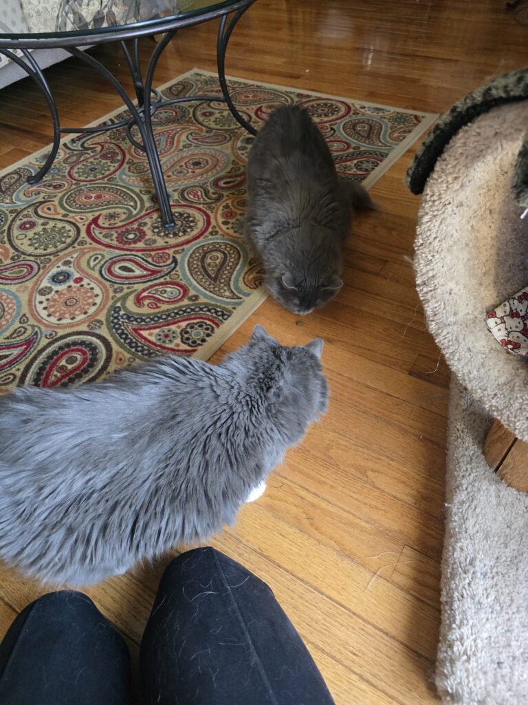🐾 Purrs, Play, And A Little Sass 💁‍♀️💕
