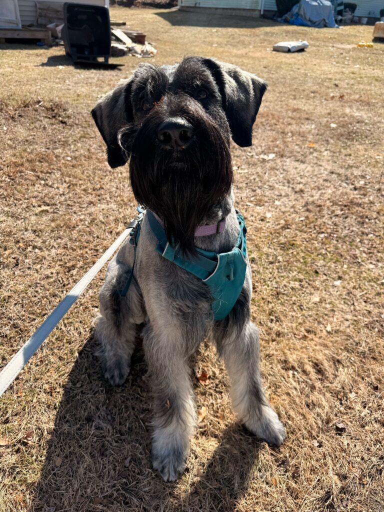 JASPERRR