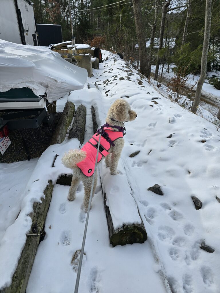 🤫 ‘Shhh Shhh, Serious Listening In Progress’👂🐶