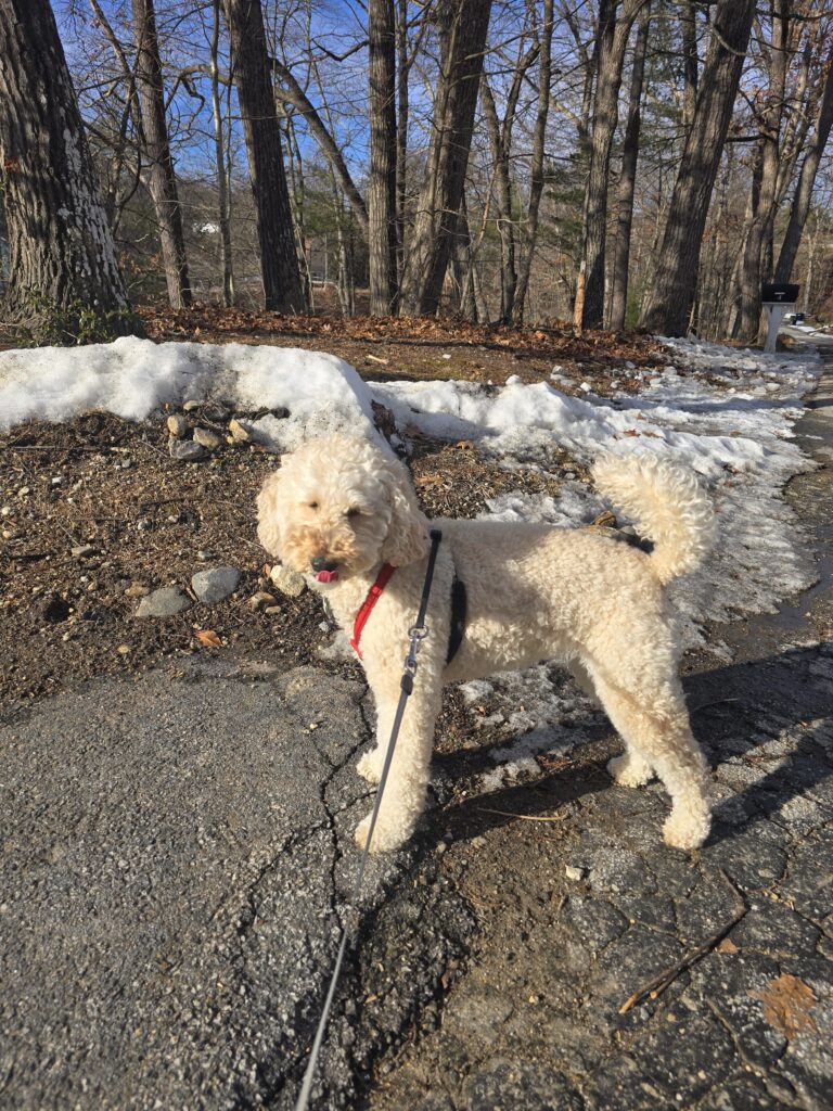 💕 Millie Tackles Tuesday With Cuteness 🐾🎀