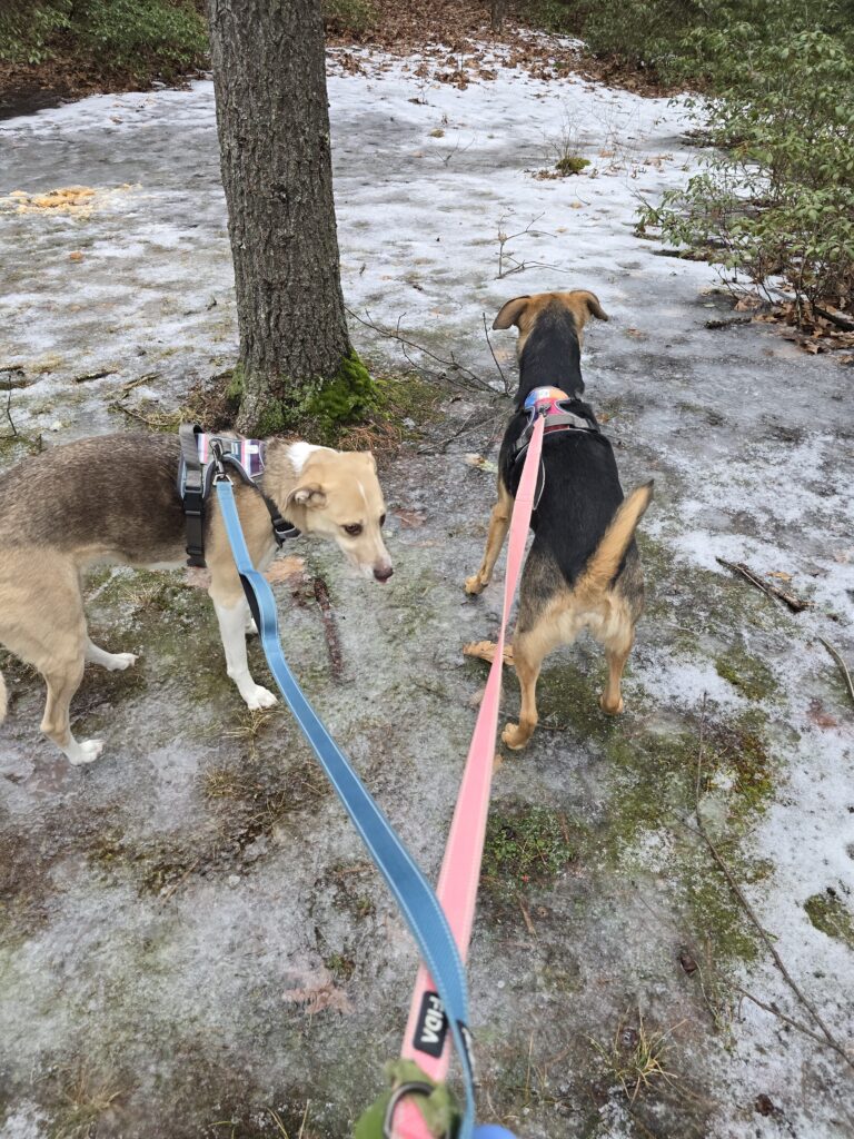 🐕💕🐕 Warm-hearted Wednesday 🐾