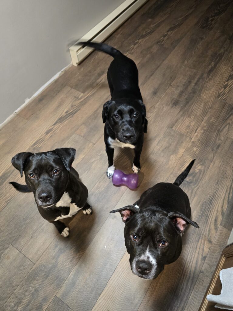 🌙 Evening With Three Little Heart Steelers ❤️