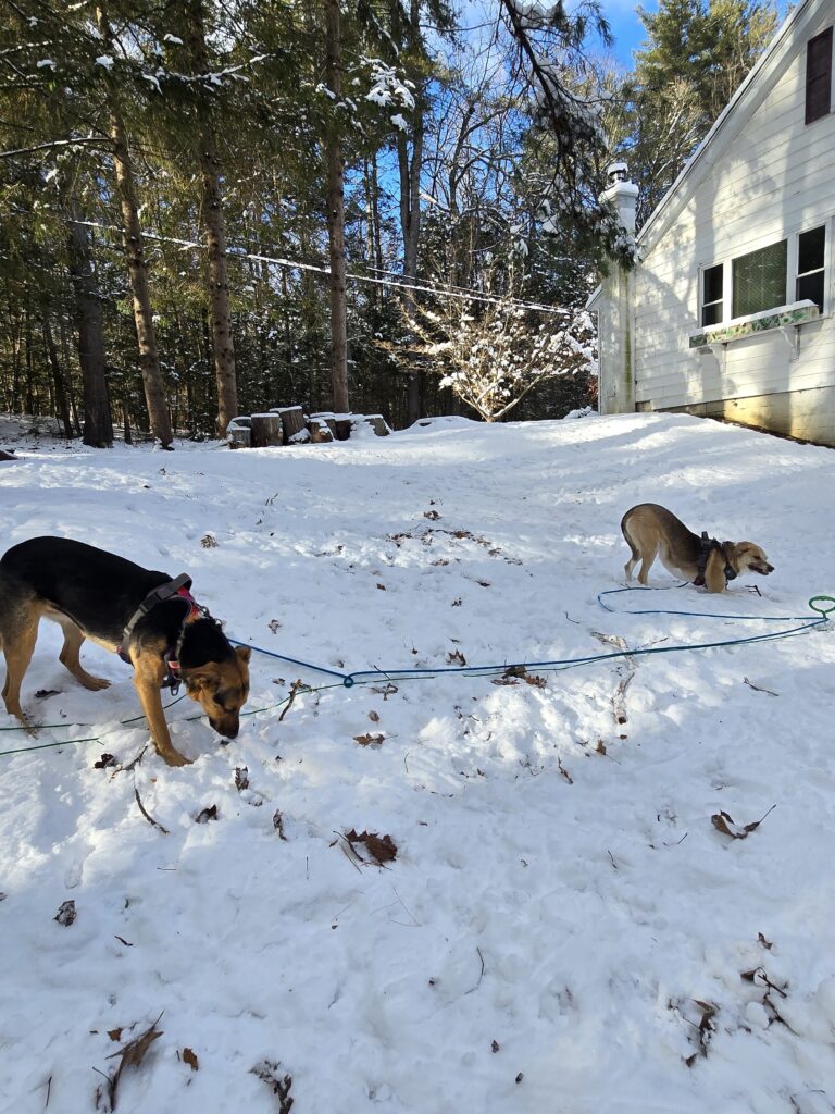 ​🌲 From Frosty Paws To Warm Treats