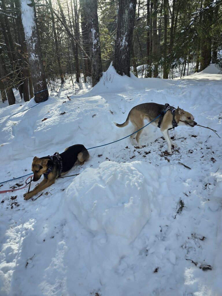 🐾 Cold Noses, Happy Paws 🐾