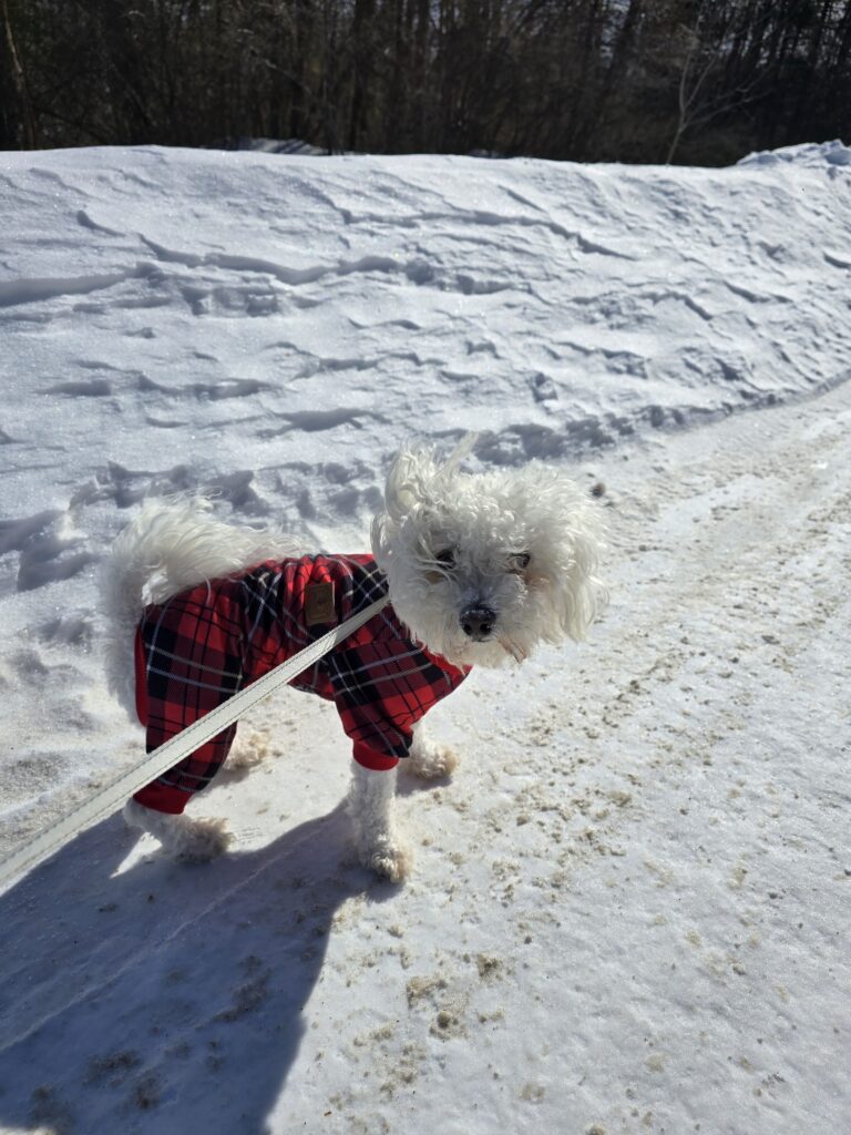 ❄️ Mylo On A Mission! 🫡