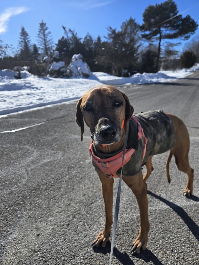 🐾 Mr Groundhog, Brie Would Like A Word With You 🤨🥶