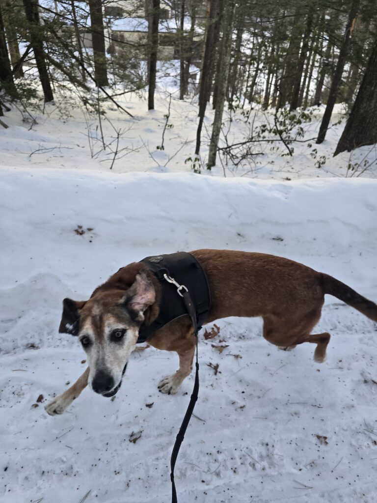 Harold:: Proof That Age Is Just A Number 💪🐾☺️