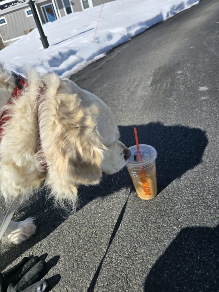Bagel Runs On Dunkin’s 😁😆🐾