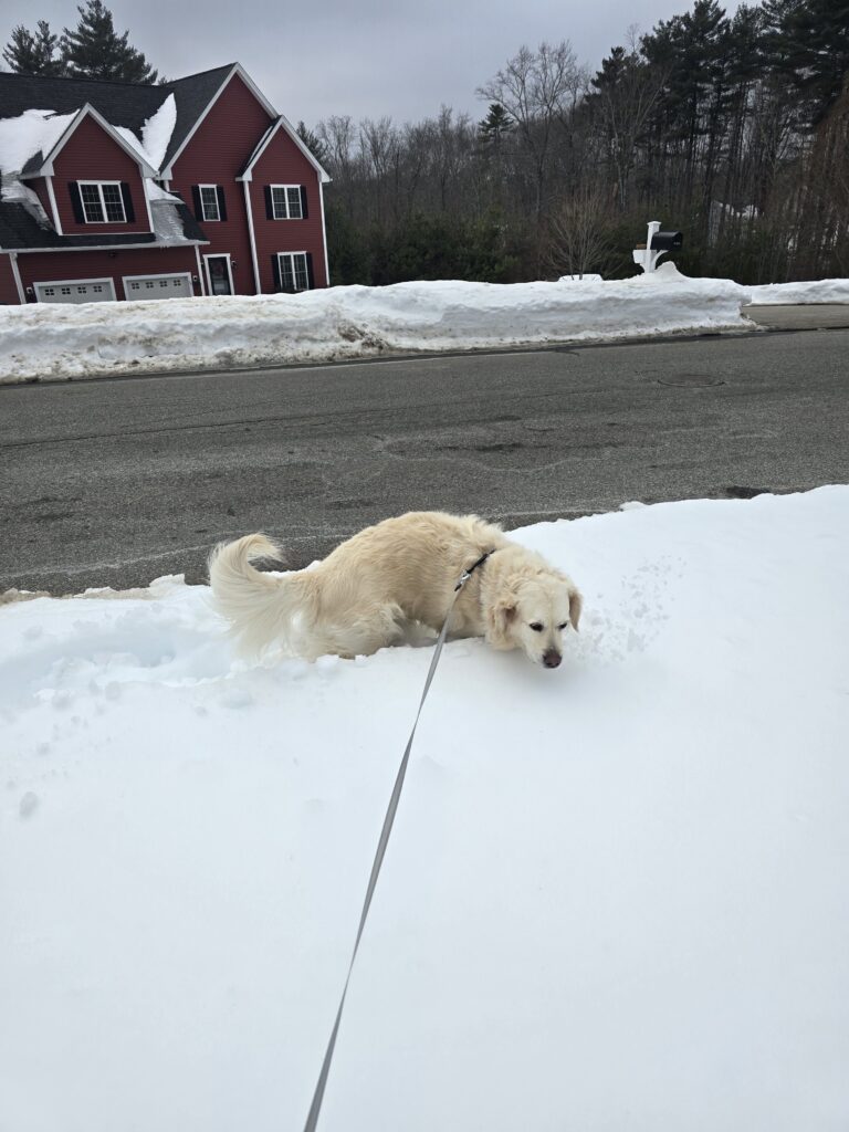 ❄️​Snow-Snorkeling: Bagel’s Deep Dive Into Winter