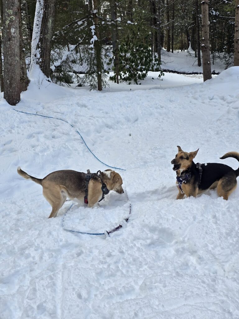 🐾Snow Zoom Champions 🏆