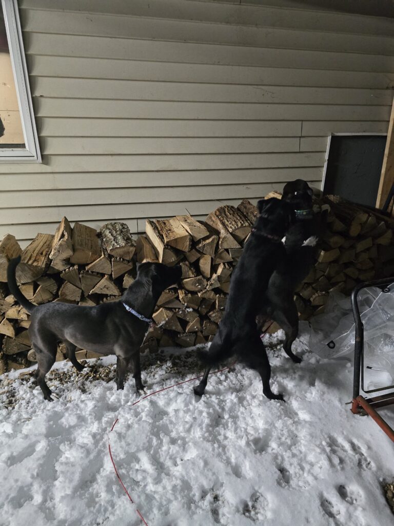 Fetch, Feasts & Frosty Fun 🐾❄️❤️