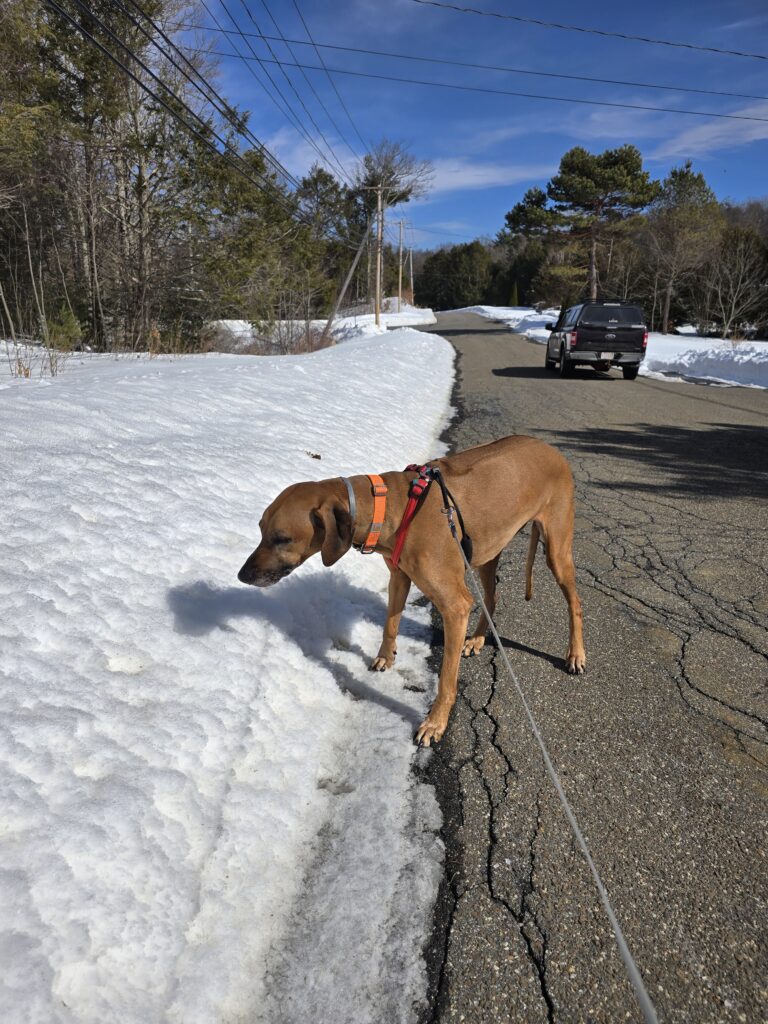 ☀️💕 Sunshine & Snowbanks