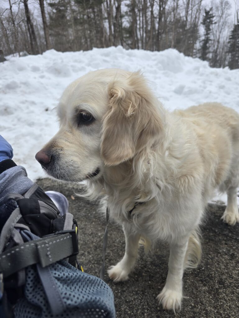 🧁🐾Snacks & Snowbanks❄️