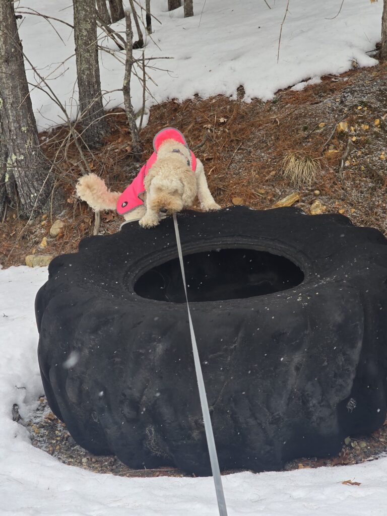 💕🐾The ‘Tire-less’ Explorer 😜