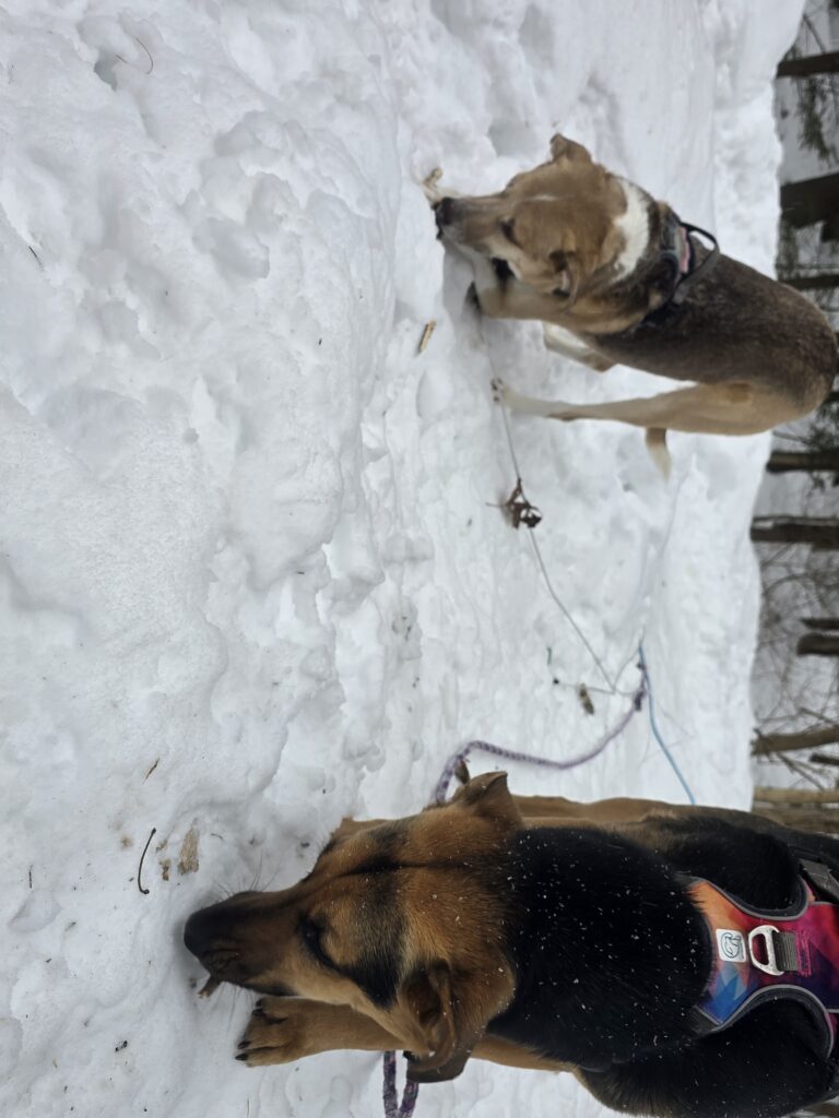 ❄️Slush Happens🐾