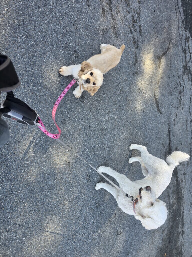 ☀️ 60° And Wagging 🐾🤗