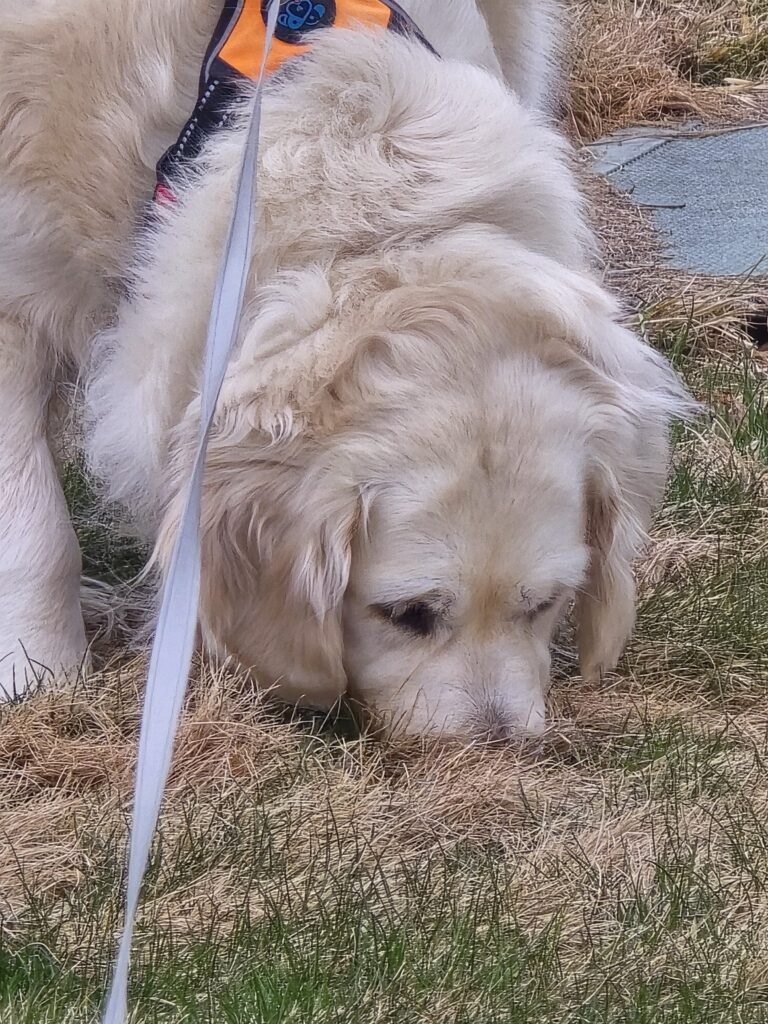 🐾A “Nose”y Afternoon With Bagel 😆