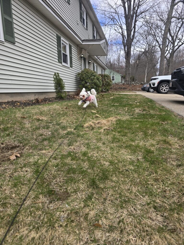 Springtime Stroll 🐾🌷