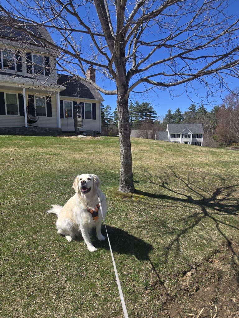 ☀️ Bagel’s Breezy Belly-Rub Blit! 🐾