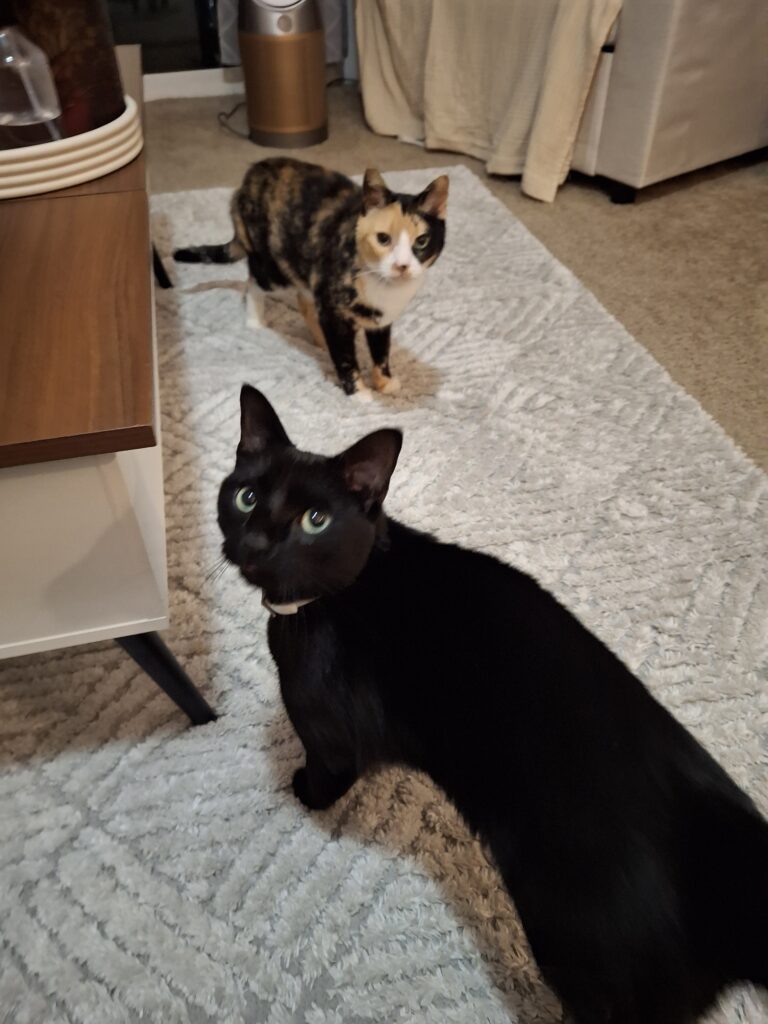 Playtime And Snuggles!