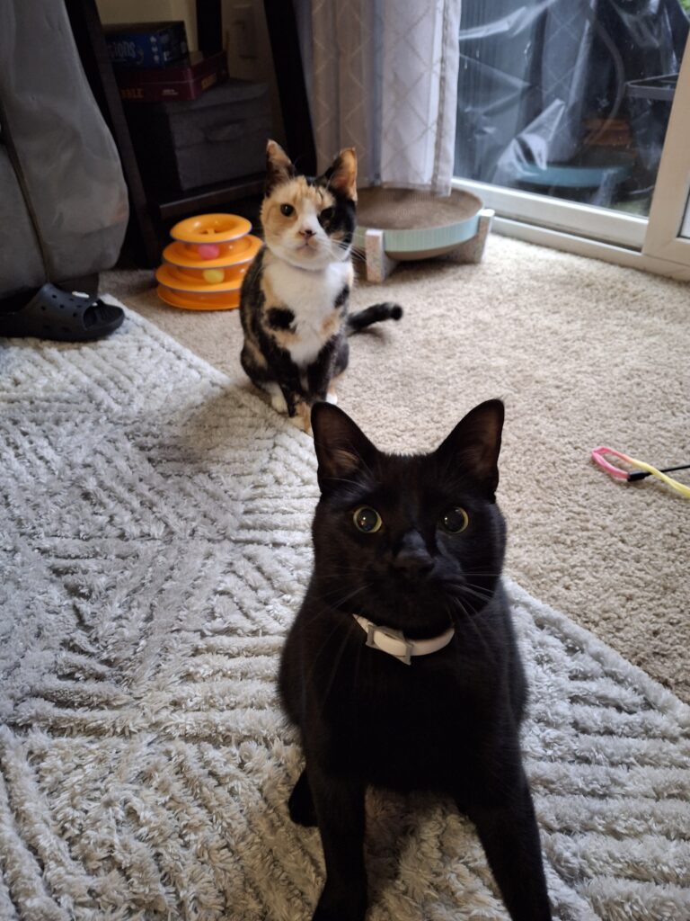 Happy Meownday!
