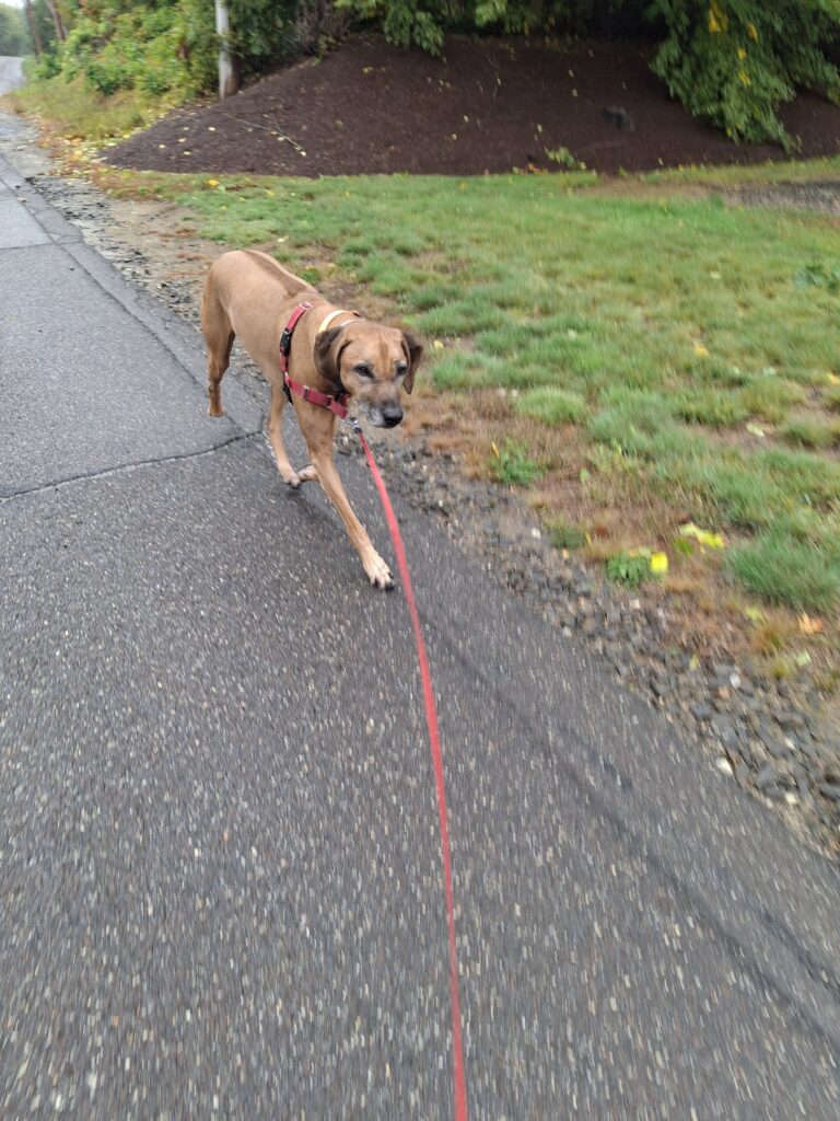 Photos From Monday’s Walk