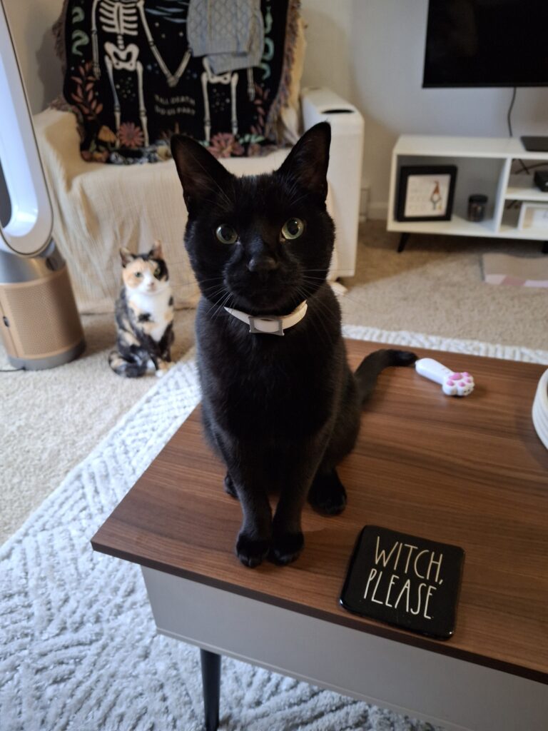 Good Morning Sweet Kitties!
