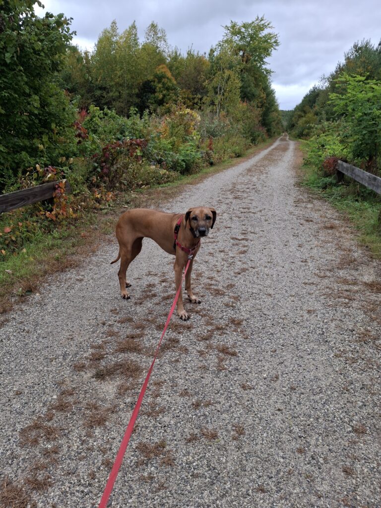Perfect Fall Day For Walkies With My Girl!