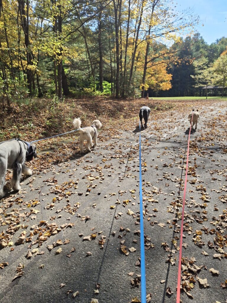 Leaf Peeping!