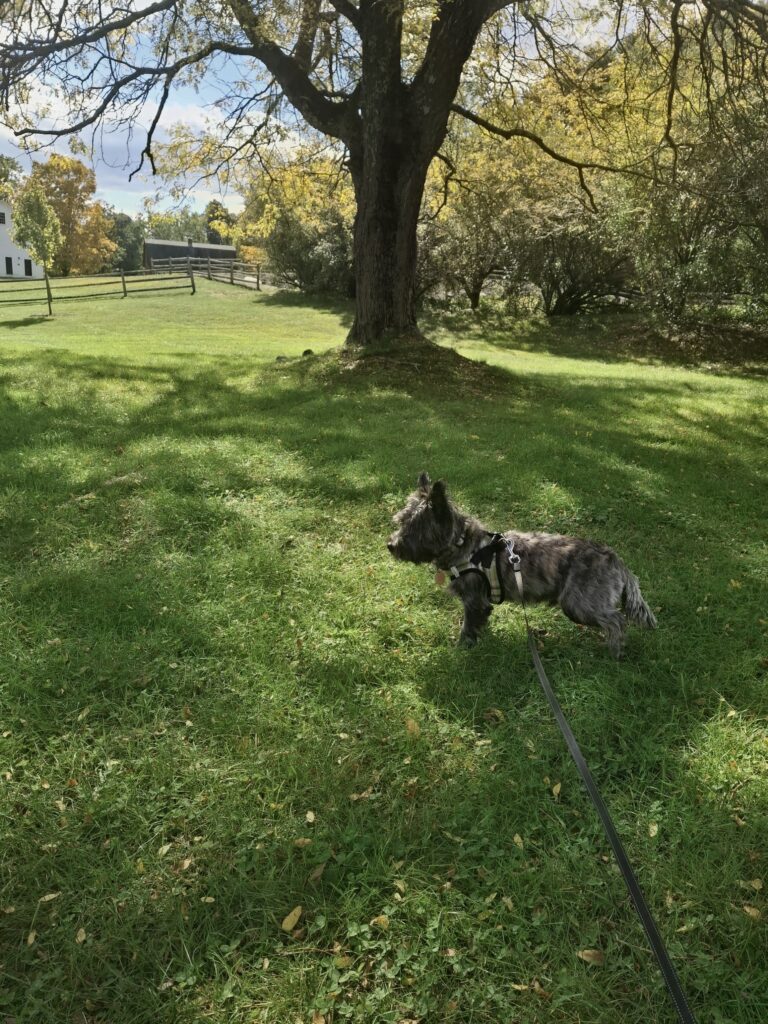 Hamish’s Saturday Adventures! 🎃
