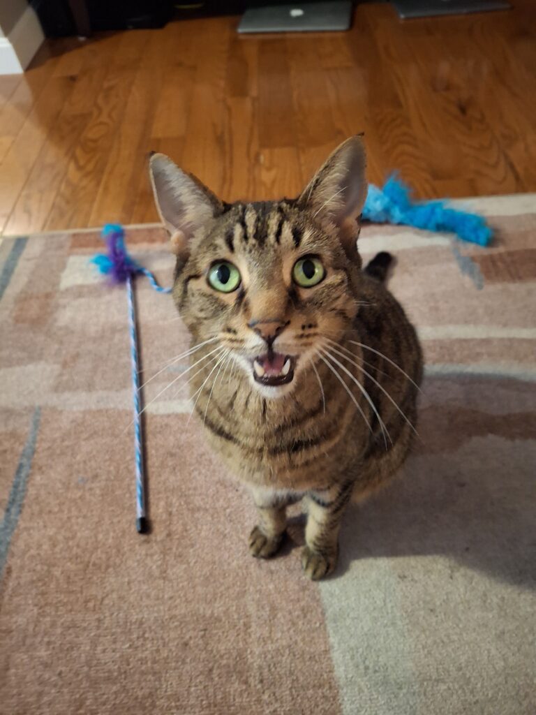 Meowy Face!