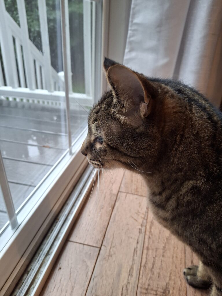 Sunday Was Purr-fect