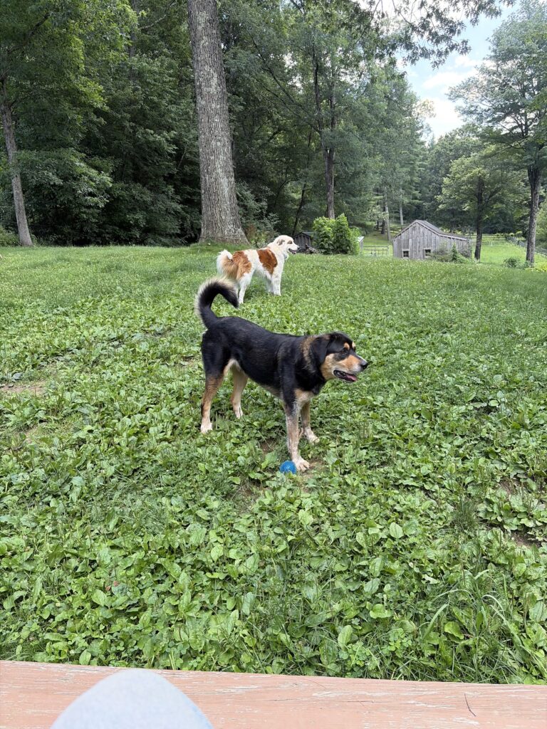 Photos From Sunday’s Pet-sitting Visit