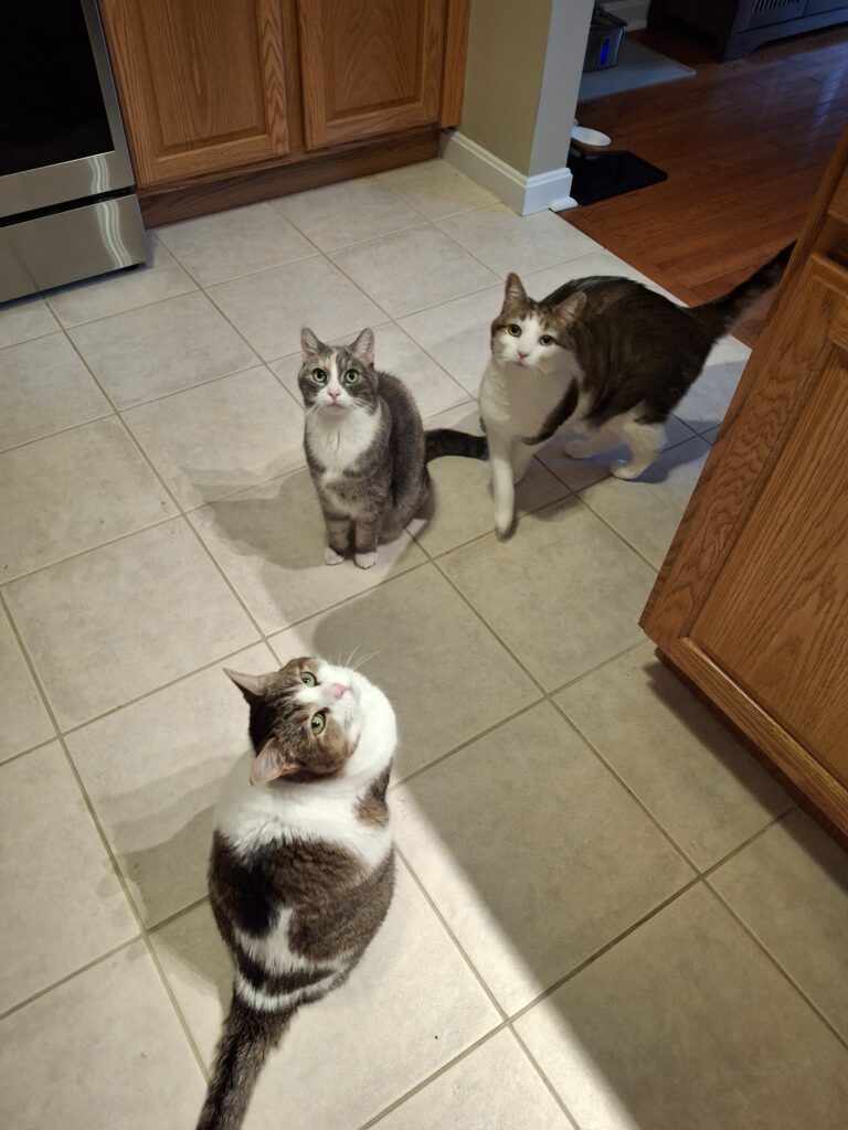Caturday Morning Fun!